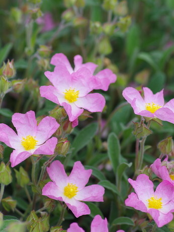 Plant profile - cistus Plant profile - cistus