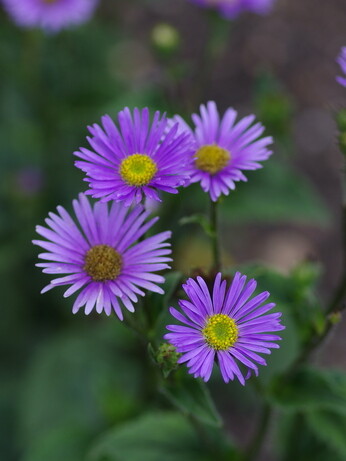 Asters- how to grow and care for Asters- how to grow and care for