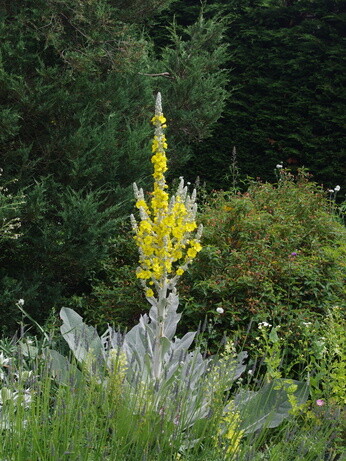Weekly catch up with gardens & propagation Weekly catch up with gardens & propagation