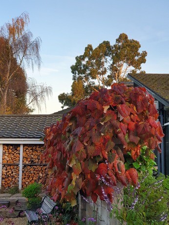 Weekly catch up with garden & propagation Weekly catch up with garden & propagation