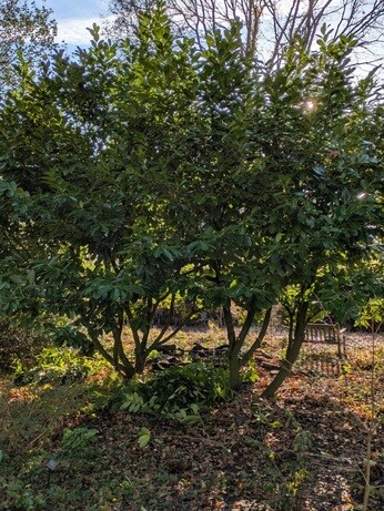 Weekly catch up with garden & propagation Weekly catch up with garden & propagation