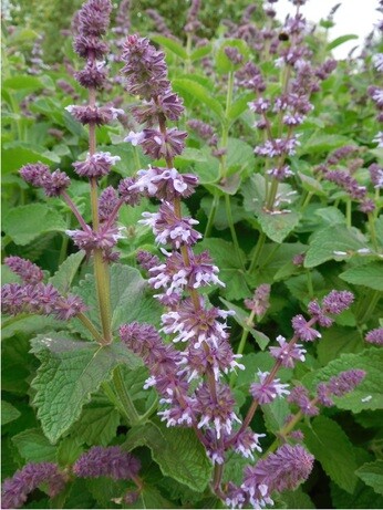 Plants that have stood up to the summer - Reservoir Garden Plants that have stood up to the summer - Reservoir Garden