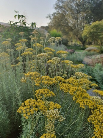 Gardening Dilemmas - Part 5 Gardening Dilemmas - Part 5