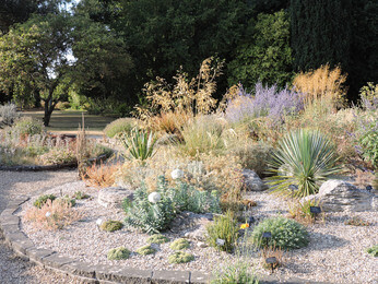 How the garden is coping with the drought 2022 How the garden is coping with the drought 2022