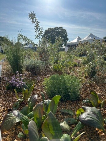 Weekly catch up with garden & propagation Weekly catch up with garden & propagation