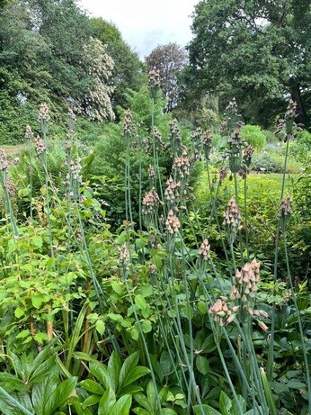 Weekly catch up with garden and propagation Weekly catch up with garden and propagation