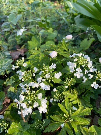 Weekly catch up with garden & propagation Weekly catch up with garden & propagation