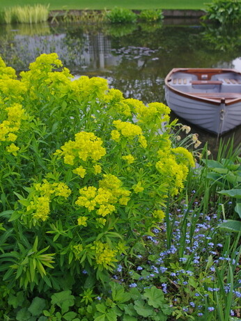 How to grow euphorbia (spurge) How to grow euphorbia (spurge)
