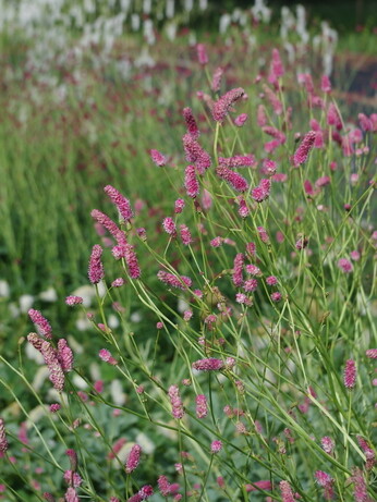 Our favourite perennials for late summer colour Our favourite perennials for late summer colour