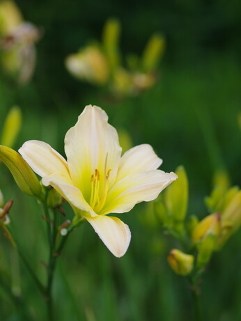 Hemerocallis (day lily) Hemerocallis (day lily)