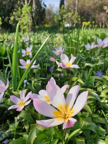 Species tulips and how to grow them Species tulips and how to grow them