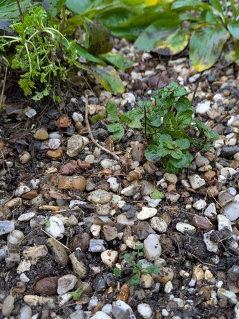 Weekly catch up with garden & propagation Weekly catch up with garden & propagation