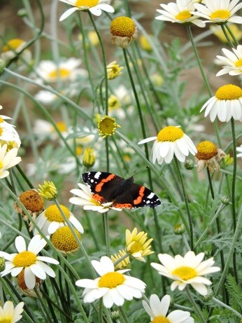 Plant name changes for 2024 Plant name changes for 2024