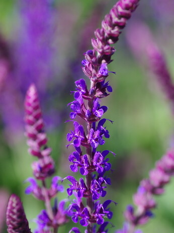 Salvia nemorosa- how to grow and care for Salvia nemorosa- how to grow and care for