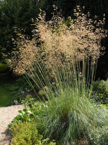 Stipa- How to Grow and Care for Stipa- How to Grow and Care for