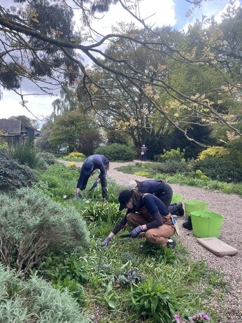 Weekly catch up with gardens & propagation Weekly catch up with gardens & propagation