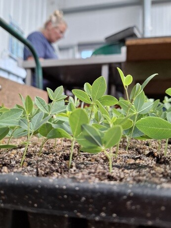 Weekly catch up with garden & propagation Weekly catch up with garden & propagation