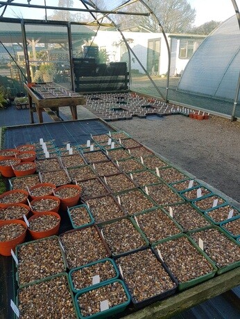 Weekly catch up with garden & propagation Weekly catch up with garden & propagation