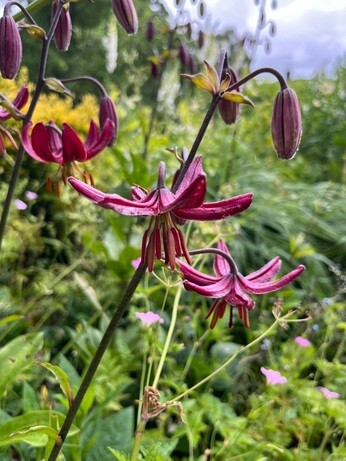 Weekly catch up with garden and propagation Weekly catch up with garden and propagation