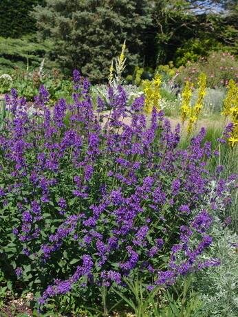 Team Chatto's favourite plants