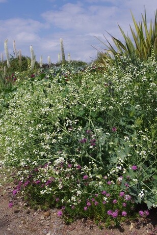 Team Chatto's favourite plants