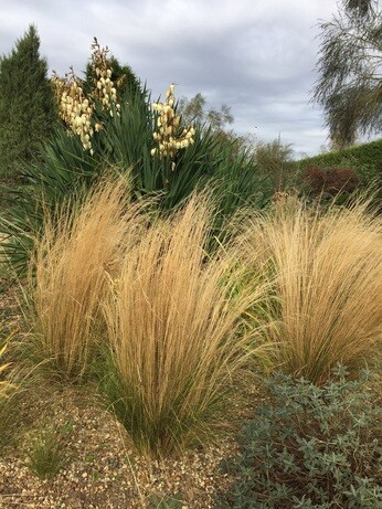 Stipa- How to Grow and Care for Stipa- How to Grow and Care for