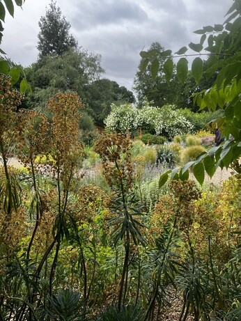 Weekly catch up with garden & propagation