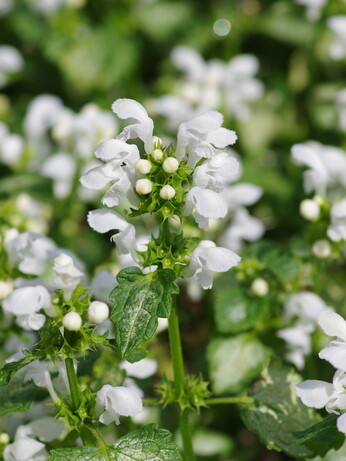 Plant profile - Dwarf anemone Plant profile - Dwarf anemone