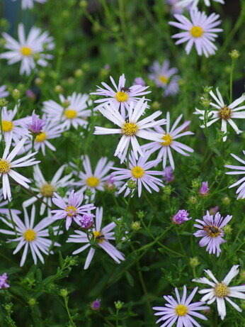 Weekly catch up with garden & propagation Weekly catch up with garden & propagation