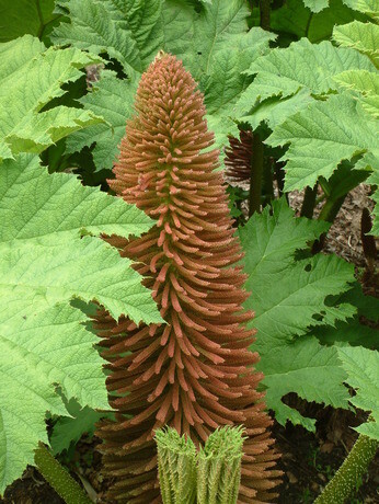 Top 10 moisture loving plants Top 10 moisture loving plants