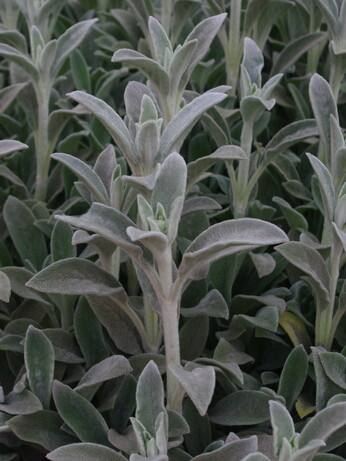 Plant profile - cistus Plant profile - cistus