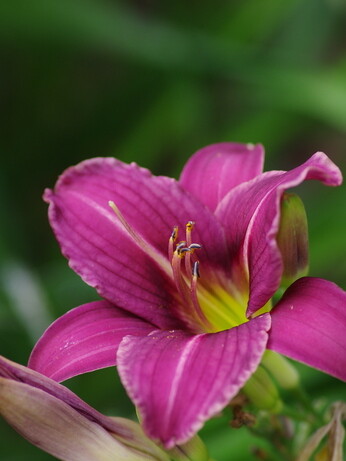 Hemerocallis (day lily) Hemerocallis (day lily)