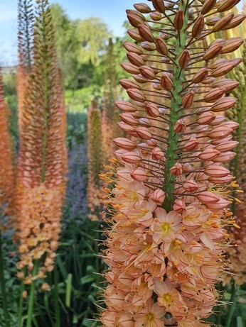 Eremurus: The Garden’s most sumptuous spires Eremurus: The Garden’s most sumptuous spires