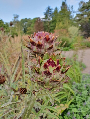 Plant profile - cynara Plant profile - cynara