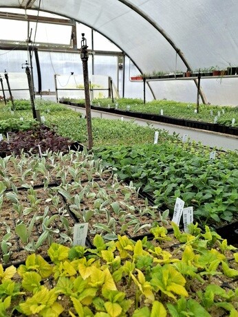 Weekly catch up with gardens & propagation Weekly catch up with gardens & propagation