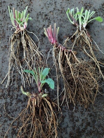 Weekly catch up with garden and propagation Weekly catch up with garden and propagation