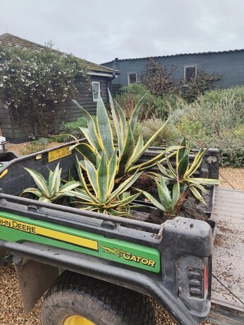 Weekly catch up with garden & propagation Weekly catch up with garden & propagation