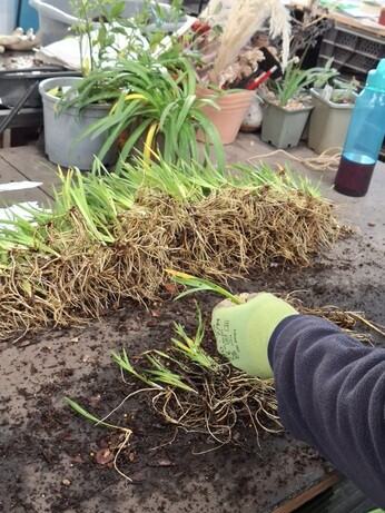 Weekly catch up with garden & propagation Weekly catch up with garden & propagation