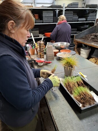 February news from the garden and propagation February news from the garden and propagation