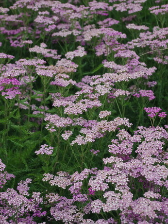 Achillea- How to Grow and Care for Achillea- How to Grow and Care for