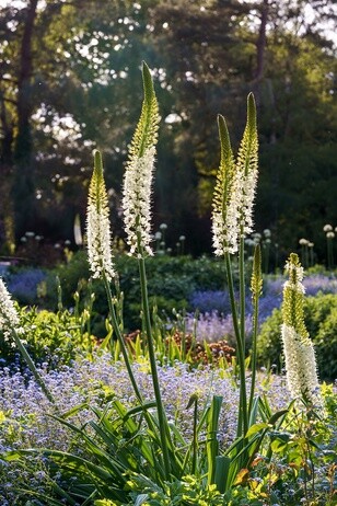 Eremurus: The Garden’s most sumptuous spires Eremurus: The Garden’s most sumptuous spires