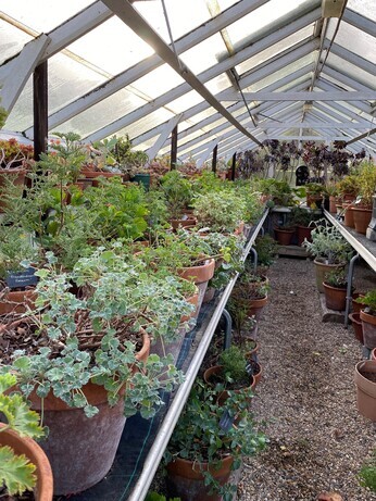 Winter Propagation- Root Cuttings Winter Propagation- Root Cuttings