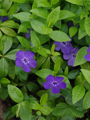 Springtime shade plants 
