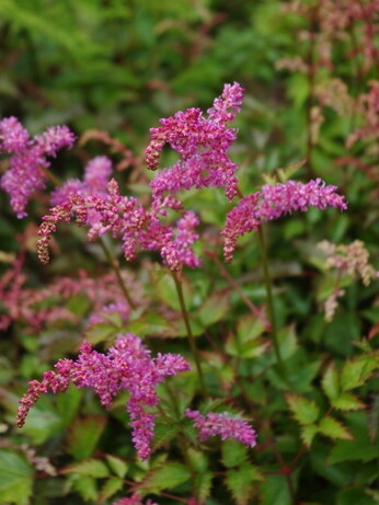 Plant profile - astilbe Plant profile - astilbe