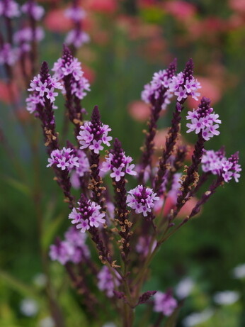 Verbena- How to Grow and Care for Verbena- How to Grow and Care for
