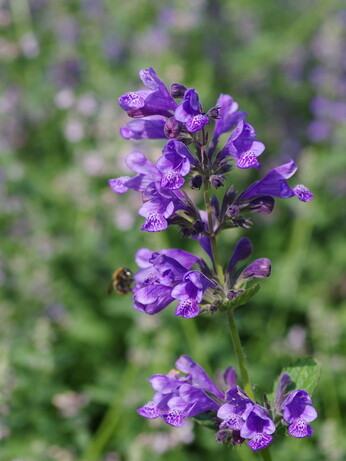 Nepeta (Catmint)- how to grow and care for Nepeta (Catmint)- how to grow and care for