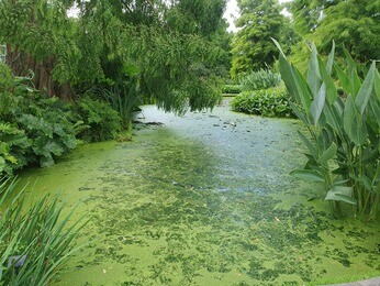Late summer garden jobs Late summer garden jobs