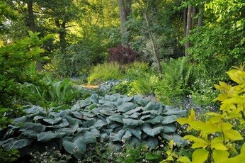 Fabulous foliage Fabulous foliage