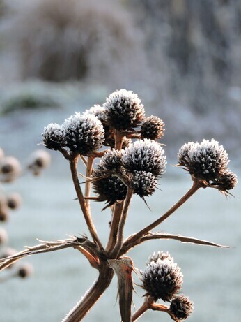 Favourite winter seedheads for wildlife Favourite winter seedheads for wildlife