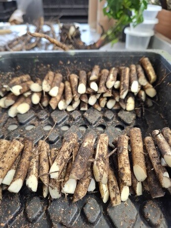 January news from the garden and propagation January news from the garden and propagation